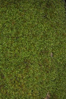 Fosforlu yeşil yapraklı yosunların arka planında dalları dikey nemli.