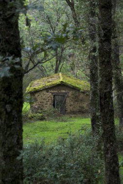 Sonbaharda ormanın ortasında terk edilmiş taştan bir ev dikey olarak.