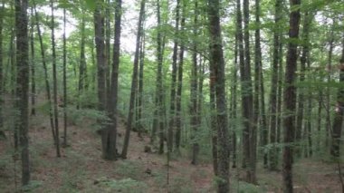 İspanya 'da gölgeli genç yeşil kestane ağaçları ormanı