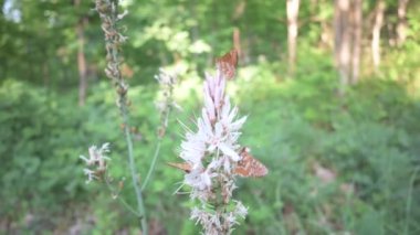 Euphydryas aurinia Asphodelus Aestivus 'un beyaz çiçeğinden tünemiş açık kanatlı Kırmızı Dalgalı Bakire Kelebekleri.