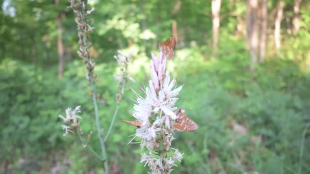 Euphydryas Aurinia Červená Vlna Panenské Motýli Otevřenými Křídly Sedí Jíst — Stock video