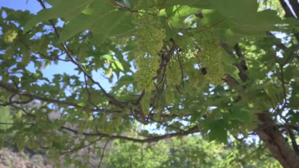 Дикі Бджоли Запилюють Зеленому Дереві Квітами Горизонтально — стокове відео