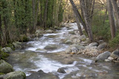Ambroz Dağı nehri yatay olarak aşınmış kayaları olan ağaçlardan oluşan bir galeride hızla akıyor.