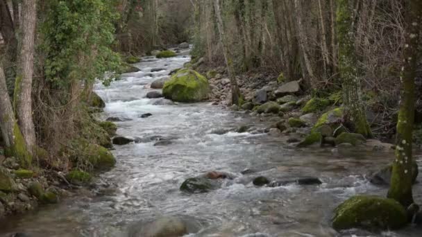 Górska Rzeka Ambroz Biegnie Szybko Przez Galerię Drzew Poziomo — Wideo stockowe