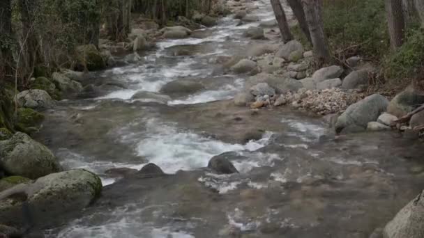 Ambroz Mountain River Running Fast Gallery Trees — Stock Video