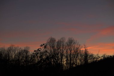 Kışın yapraksız ağaçların silueti, portakal rengi günbatımı gökyüzü yatay