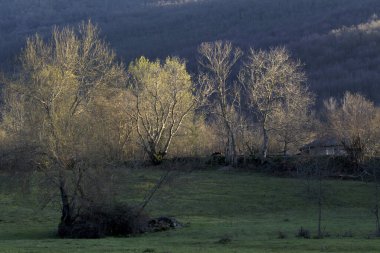 Açık ormanda kışın yapraksız ağaçlar. Güneş tarafından dikey olarak aydınlatılmış.