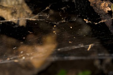 Böcekleri yatay tuzağa düşürmek için ormandaki örümcek ağı.