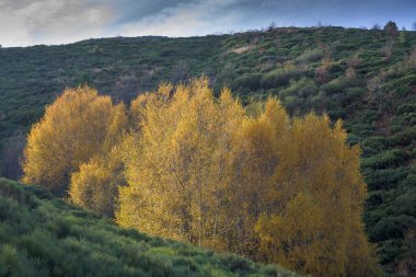 Sonbaharda Kuzey Extremadura 'da sarı yapraklı Alnus glutinosa.