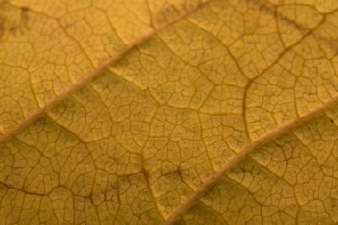 Sonbaharda yatay makroda kiraz ağacının sarı yaprağının dokusu