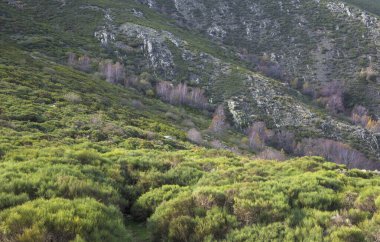 Huş Ağacı Puerto de Honduras Sonbahar Kışında yapraksız yatay hale gelir