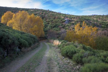 Yüksek dağlık bölgede, sonbaharda sarı yapraklı ağaçlar yatay olarak uzanır.