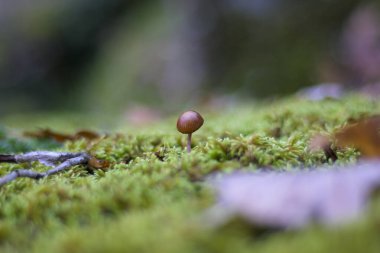 Galerina marginata küçük ölümcül zehirli mantar yatay olarak büyüyor.
