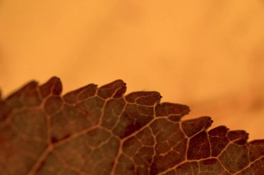 Serrated profile of red leaf with orange tones with detail of the veins in autumn in horizontal clipart