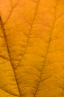 Sonbaharda damarların detaylarını içeren turuncu tonlu sarı yaprak bıçağı.