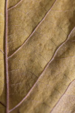 Sonbaharda dalları olan sarı dikey bir yaprağın arkaplan ayrıntıları