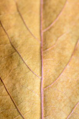 Sonbaharda açık sarı dikey yaprağın arkaplan ayrıntıları