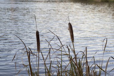 Typha angustifolia bulrush Juncus kışın hafif arka plan yatay tüylerini yoluyor