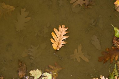 Sonbaharda su birikintisinde yüzen düşen meşe yaprağı.