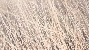 Dolunay ve bulutlar alacakaranlıkta dağ ve bulutlu gökyüzü dikey