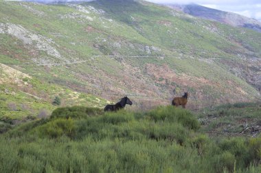 Kuzey İspanya 'nın dağlık kesiminde vahşi atların arasında özgürce dolaşması.