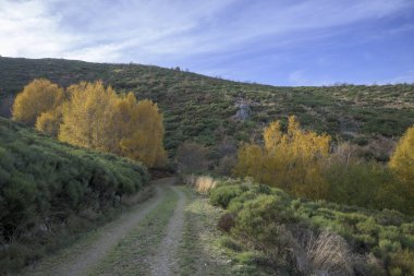 Sarı ağaçlar hala yeşil bir dağda Sonbaharın başlarında yolun karşısında