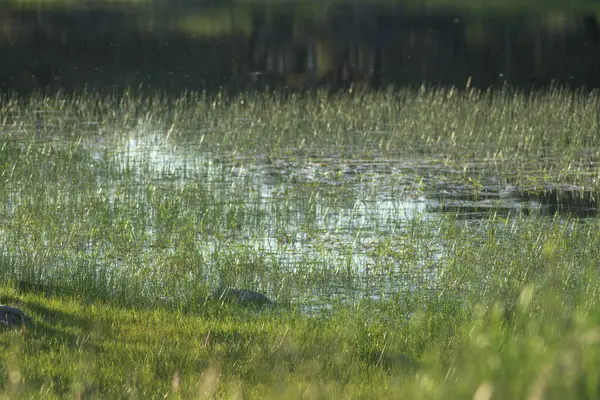 Nehir kıyısı ekosistemi, su ve otla kaplı çok sayıda amfibiye ev sahipliği yapıyor.