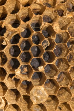 Yeşil tepeli bir dağ sırasının panoramik manzarası ve açık mavi gökyüzünün altında sonbahar renklerinde ağaçlarla dolu bir vadi. Sierra de Gredos bölgesinde yakalandı, Puerto de Honduras, Caceres yakınlarında. Doğa, seyahat ve çevreyi resmetmek için ideal