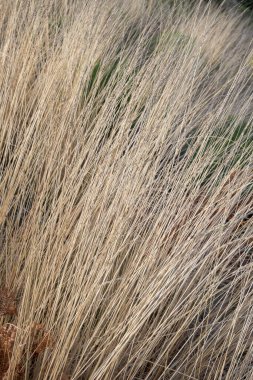 Yeşil tepeli bir dağ sırasının panoramik manzarası ve açık mavi gökyüzünün altında sonbahar renklerinde ağaçlarla dolu bir vadi. Sierra de Gredos bölgesinde yakalandı, Puerto de Honduras, Caceres yakınlarında. Doğa, seyahat ve çevreyi resmetmek için ideal