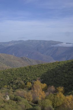 Yeşil tepeli bir dağ sırasının panoramik manzarası ve açık mavi gökyüzünün altında sonbahar renklerinde ağaçlarla dolu bir vadi. Sierra de Gredos bölgesinde yakalandı, Puerto de Honduras, Caceres yakınlarında. Doğa, seyahat ve çevreyi resmetmek için ideal