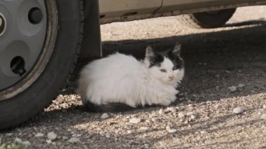 Evsiz kedi bir arabanın direksiyonunun yanında yatıyor. Sokak kedisi arabanın altındaki kaldırımda oturuyor..
