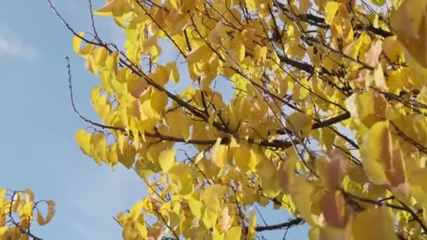 秋天的公园里 树枝上的黄叶映衬着天空 叶脉在轻风中飘扬的背景 秋天的颜色 树上的金黄色叶子 概念平静和安宁 — 图库视频影像