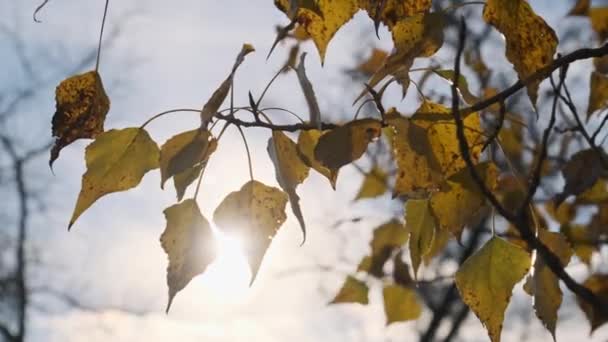 秋天里 树梢上的黄叶映衬着天空和太阳 叶脉在轻风中飘扬的背景 秋天的颜色 金黄色的树叶 概念平静和安宁 — 图库视频影像