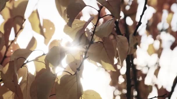 Herfst Geel Loof Boomtak Tegen Hemel Zon Natuur Achtergrond Van — Stockvideo