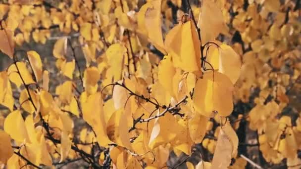 Yellow Foliage Tree Branch Autumn Nature Background Foliage Sways Light — Stock Video