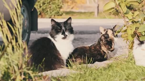 Verdwaalde Katten Rusten Groen Gras Straat Grijze Witte Dakloze Katten — Stockvideo