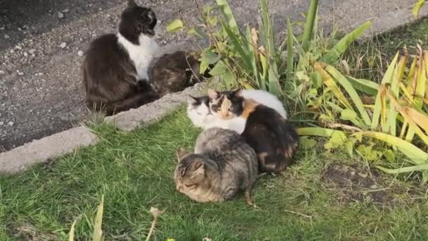 Бездомные Кошки Отдыхают Зеленой Траве Улице Осенний День Серые Белые — стоковое видео