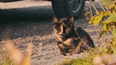 Evsiz, üç renkli bir kedi yolun kenarında oturuyor. Bir sonbahar günü sokak kedisi yerde. Kedilerin ağızlıklarına yakın çekim. Vahşi kedi.