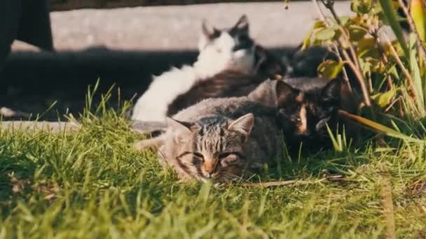 Los Gatos Callejeros Descansan Hierba Verde Calle Gatos Grises Blancos — Vídeos de Stock