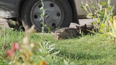 Evsiz kediler sokaktaki yeşil çimlerde dinlenir. Gri ve beyaz sokak kedileri sonbahar günü güneşin altında yerde yatarlar. Kedilerin ağızlıklarına yakın çekim. Bir araya toplanmış kedi sürüsü parkta dinleniyor.