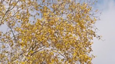 Sonbahar parkında gökyüzüne karşı bir ağaç dalında sarı yapraklar. Yaprakların arkaplanı hafif rüzgarda sallanıyor. Sonbahar renkleri. Ağaçtaki altın yapraklar. Sakin ve sakin olmayı kabul et, October. 4K