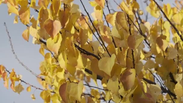 秋の公園の空に対して 木の枝に黄色の葉 葉の背景は薄い風の中で閉まります 木の上の黄金の葉 コンセプトは静かで落ち着いた 10月 — ストック動画