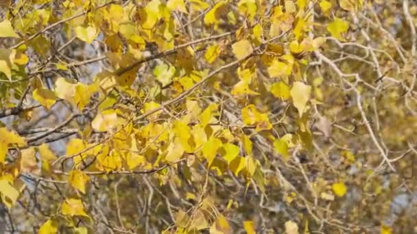 Herfst Geel Loof Boomtak Natuur Achtergrond Van Bladschommelingen Lichte Wind — Stockvideo