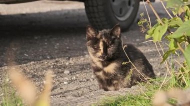 Üç renkli sokak kedisi yolun kenarında oturuyor. Bir sonbahar günü yerde evsiz bir kedi. Kedilerin ağızlıklarına yakın çekim. Vahşi kedi.