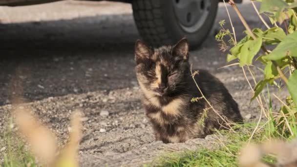 Бродячий Триколорний Кіт Сидить Вулиці Біля Дороги Безпритульний Кіт Землі — стокове відео