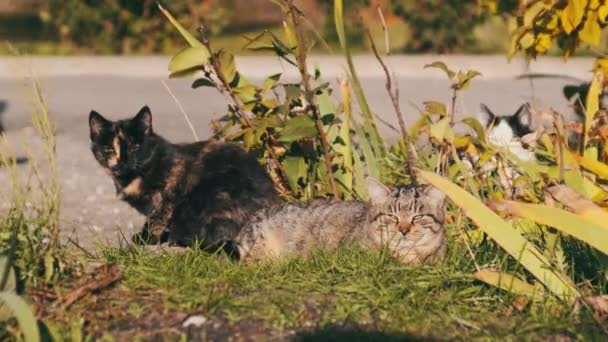 Zbłąkane Koty Odpoczywają Zielonej Trawie Ulicy Szare Białe Bezdomne Koty — Wideo stockowe