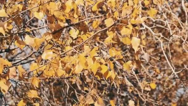 Folhagem Amarela Ramo Das Árvores Outono Natureza Antecedentes Folhagem Oscila — Vídeo de Stock