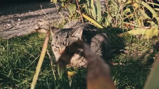 Hemlösa Katter Vilar Grönt Gräs Gatan Grå Och Vit Herrelös — Stockvideo