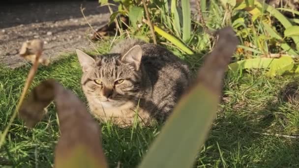 Kucing Liar Beristirahat Rumput Hijau Jalan Kucing Tunawisma Abu Abu — Stok Video