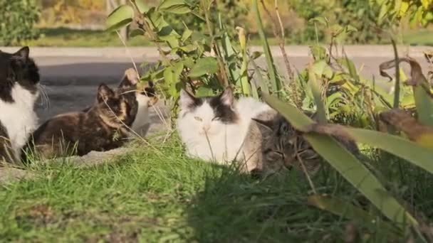Безпритульні Коти Відпочивають Зеленій Траві Вулиці Сірі Білі Бродячі Коти — стокове відео
